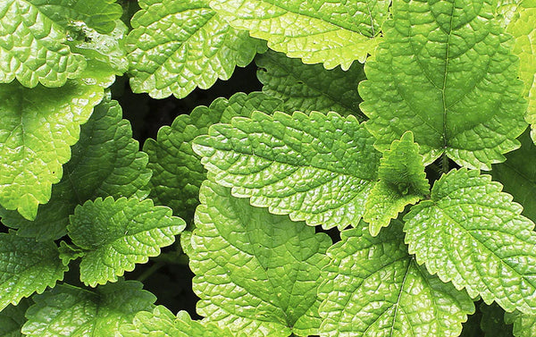 Peppermint Leaf