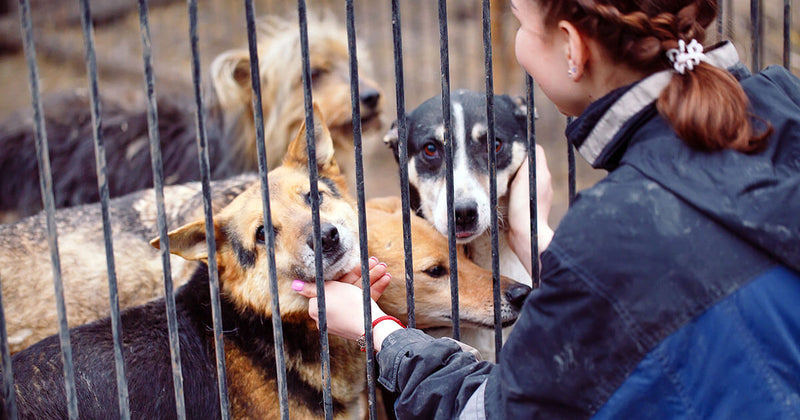 A person with braided hair interacts tenderly with three dogs behind a fence, conveying warmth and compassion. The scene suggests a shelter environment.