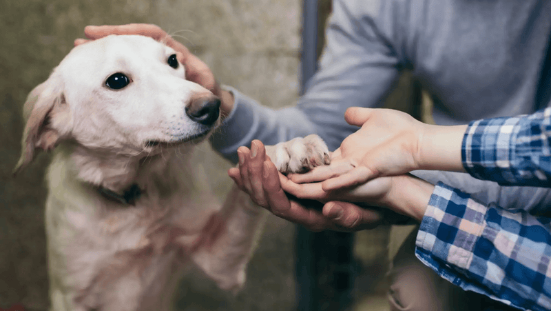 A gentle white dog offers its paw to a person's hands, symbolizing trust. Another hand softly pats the dog's head. The scene is warm and caring.
