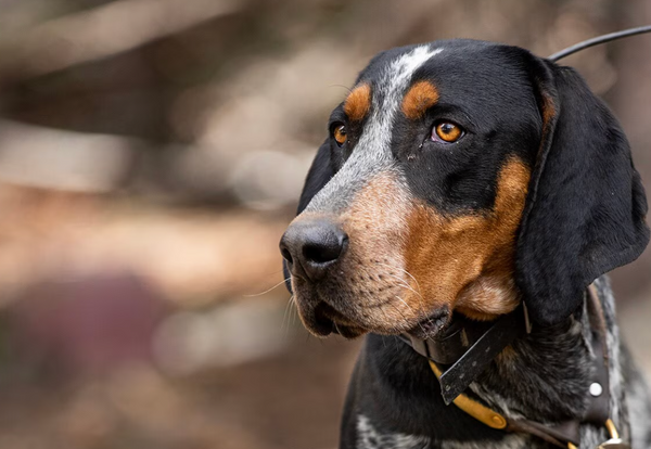 Bluetick Coonhound