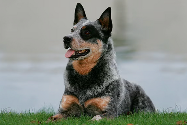Australian Cattle Dog (Heeler)