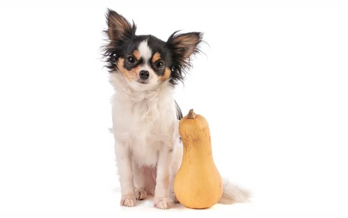 A small, fluffy Chihuahua with a black and white coat sits next to a butternut squash. The background is plain white, creating a whimsical tone.