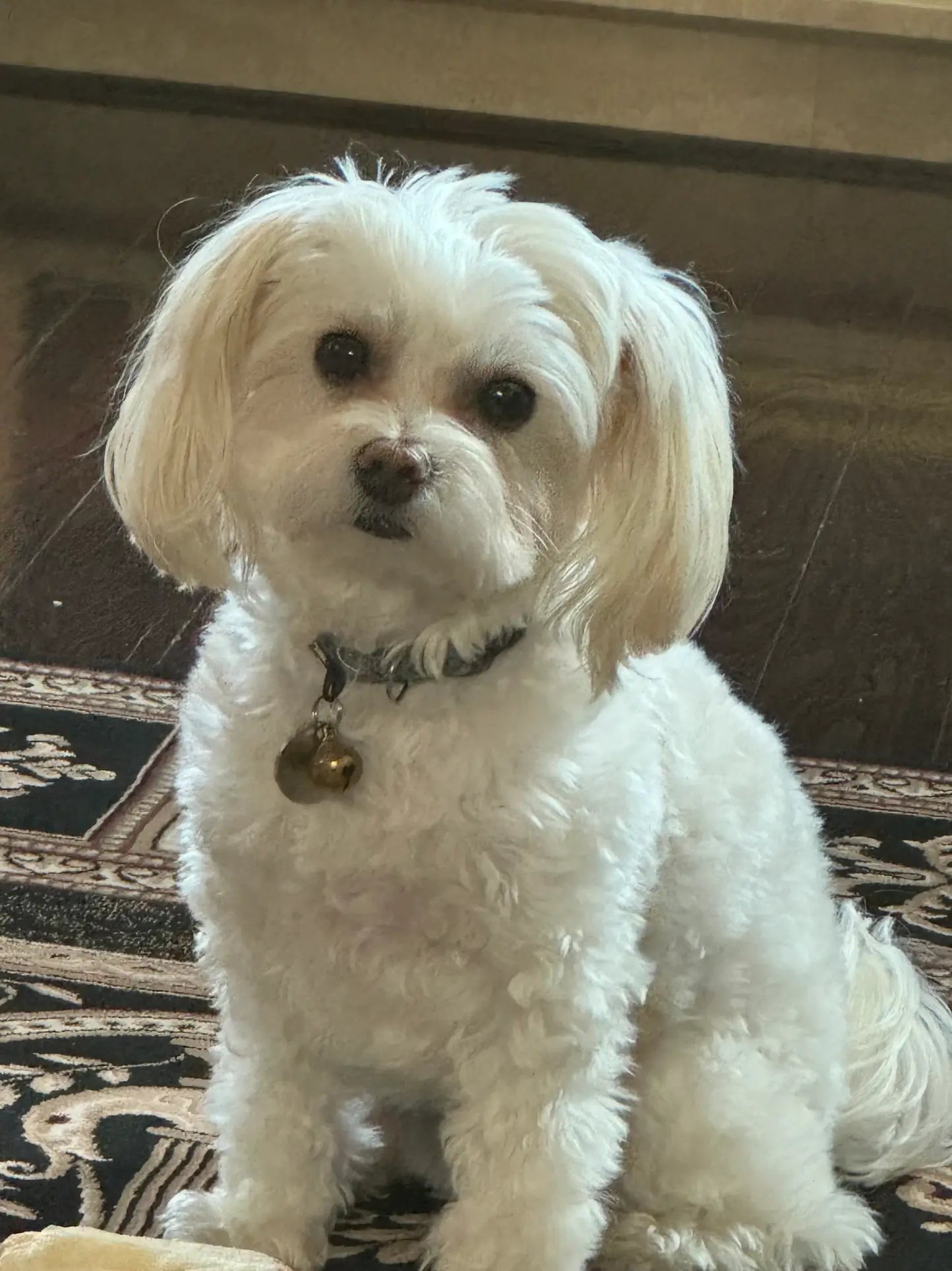 Nutricanine.ca review by Soraya A.