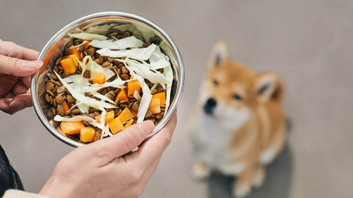 A person holds a bowl of dog food with kibble, cabbage, and carrots. A Shiba Inu looks up eagerly at the bowl, conveying anticipation and eagerness.