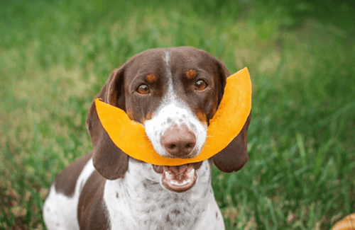 A brown and white dog with a playful expression holds an orange slice in its mouth, resembling a smile. The dog sits on green grass, exuding joy and curiosity.