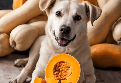 A happy dog lies among a pile of butternut squash, with a sliced squash in the foreground. The scene conveys a cozy, autumnal vibe.