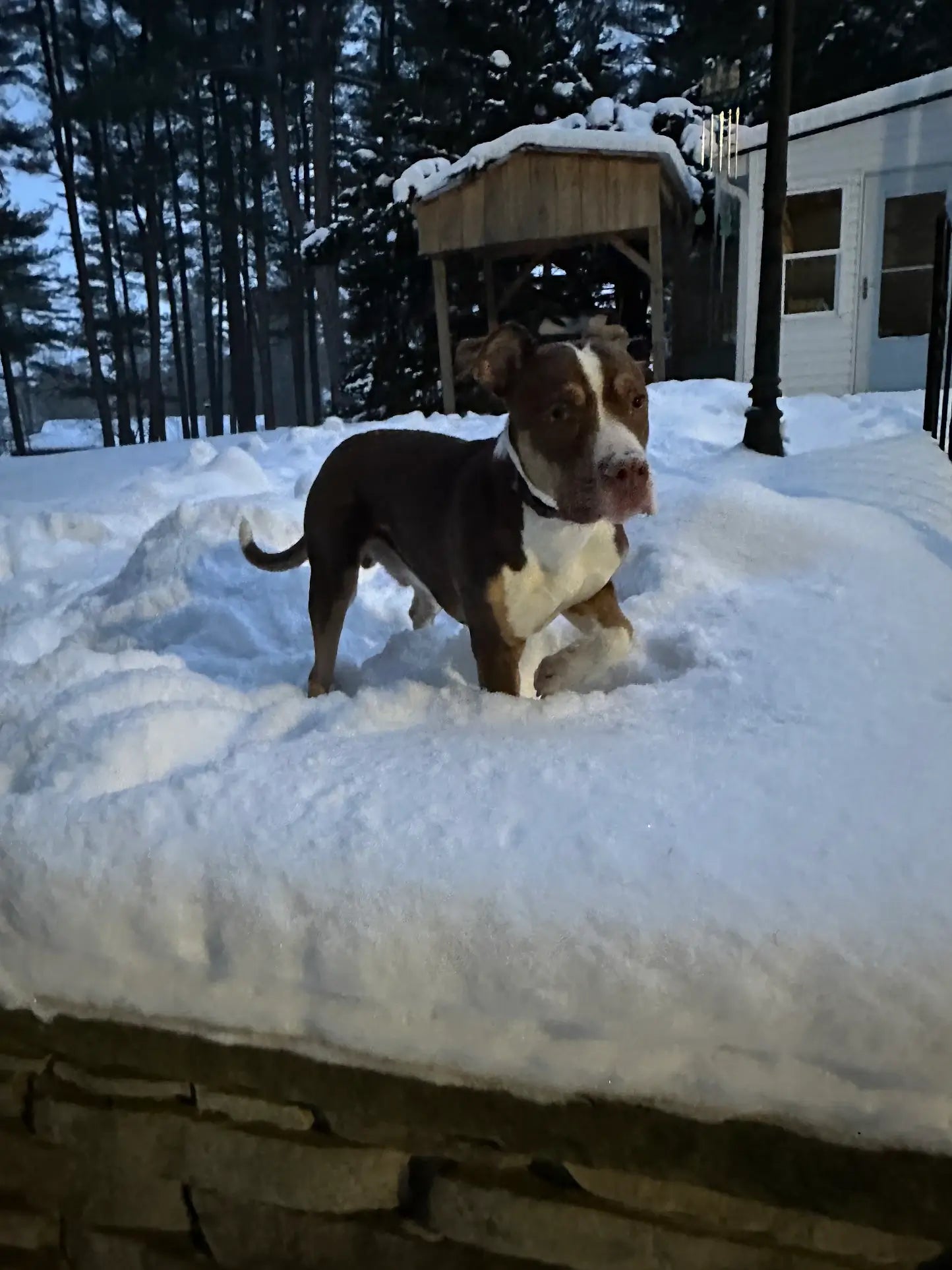 Nutricanine.ca review by Tim H.