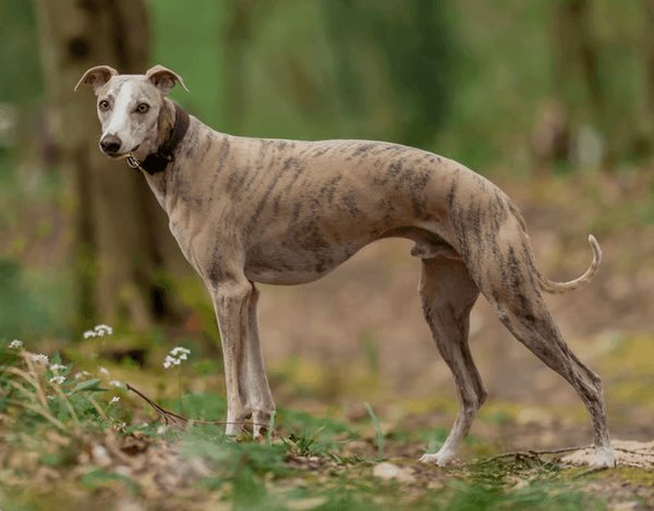 Whippet
