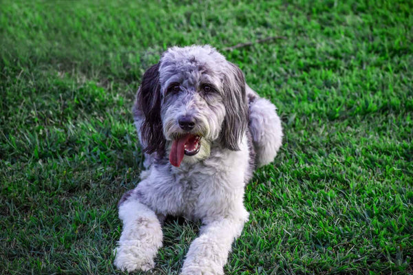 Aussiedoodle