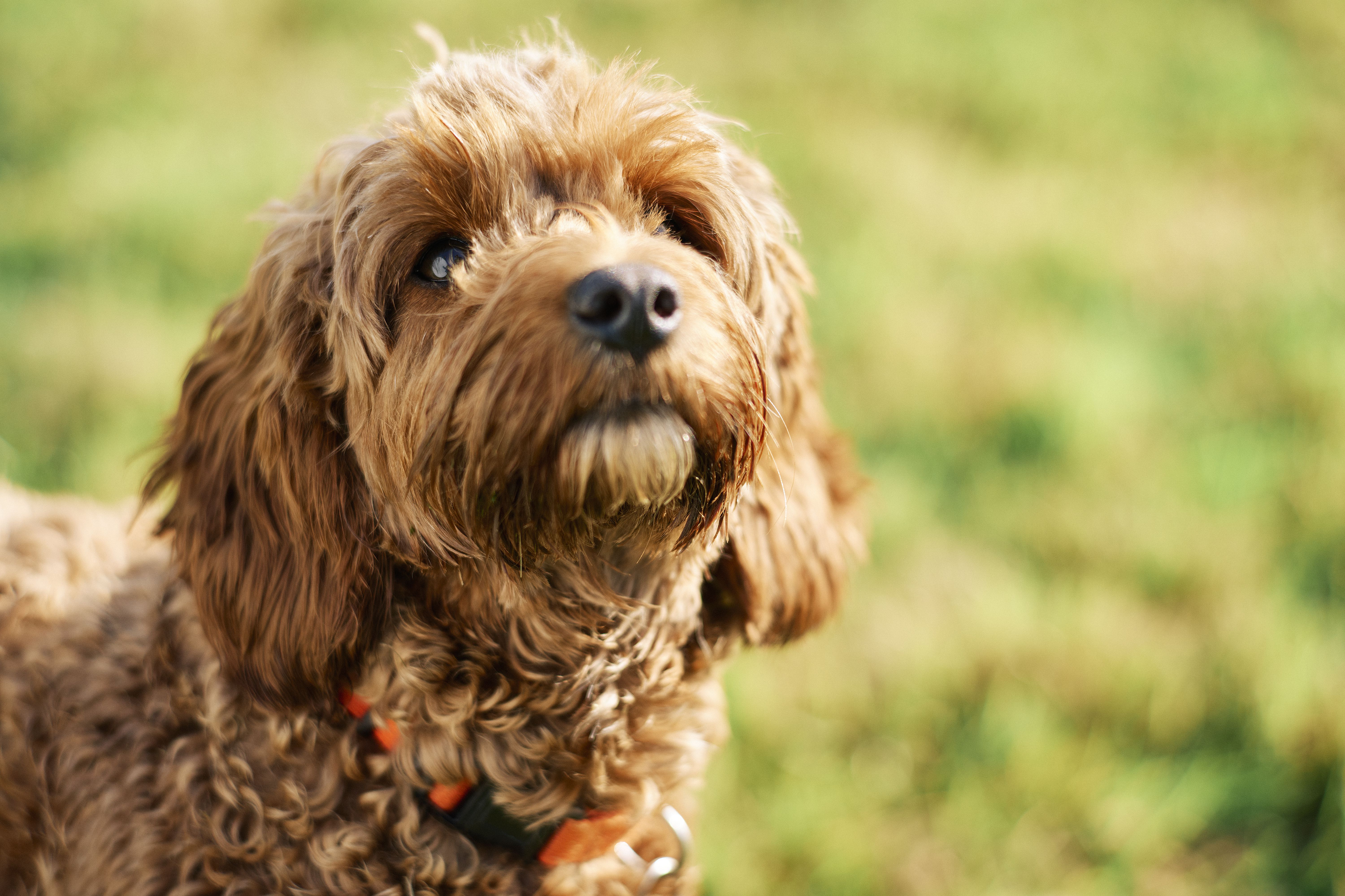 Everything Cockapoo Cockapoo: Everything You Need to Know