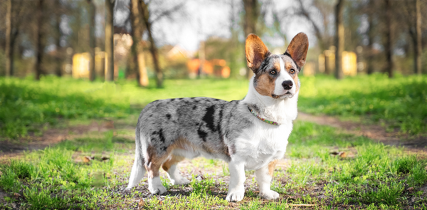 Cardigan Welsh Corgi