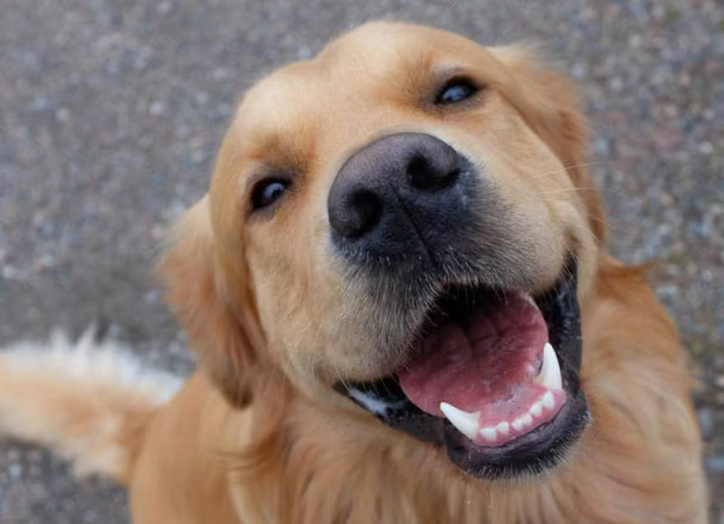 Dental Care Your Dog Will Actually Let You Do