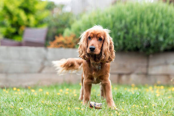 English Cocker Spaniel