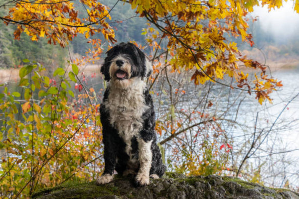 Portuguese Water Dog