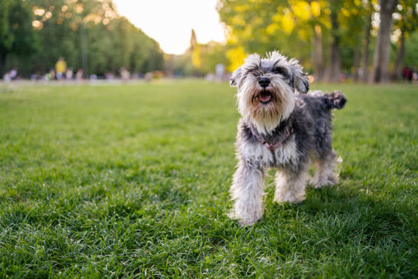 Miniature Schnauzer