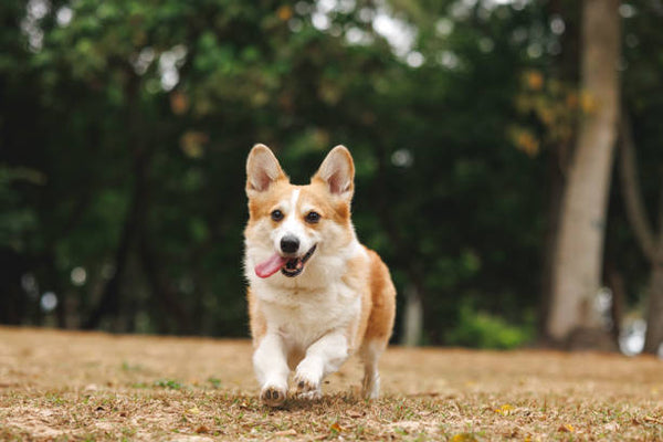 Pembroke Welsh Corgi