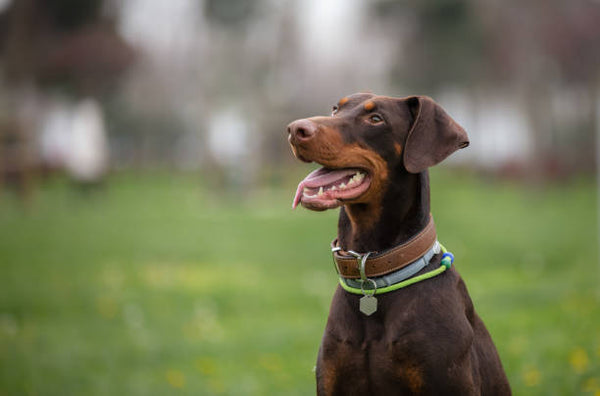 Doberman Pinscher
