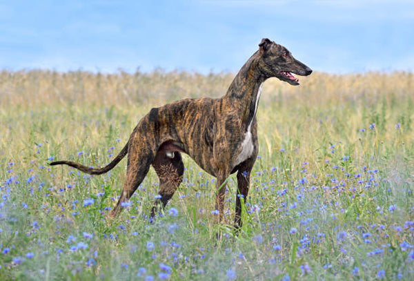 Greyhound