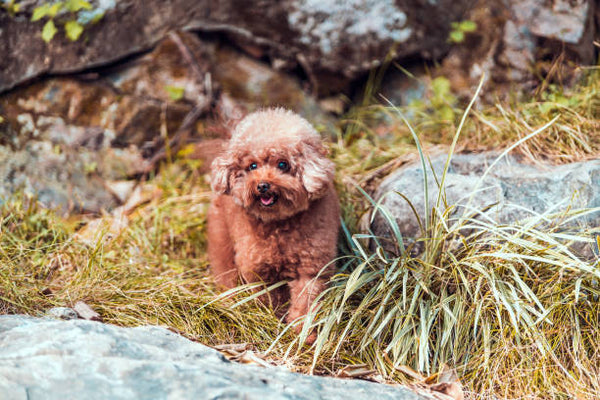 Miniature Poodle