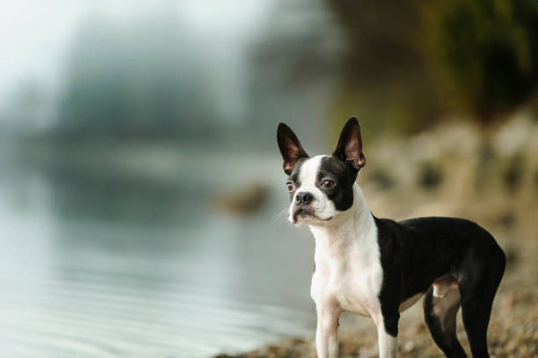 Boston Terrier
