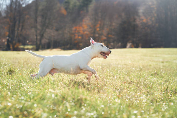 Bull Terrier
