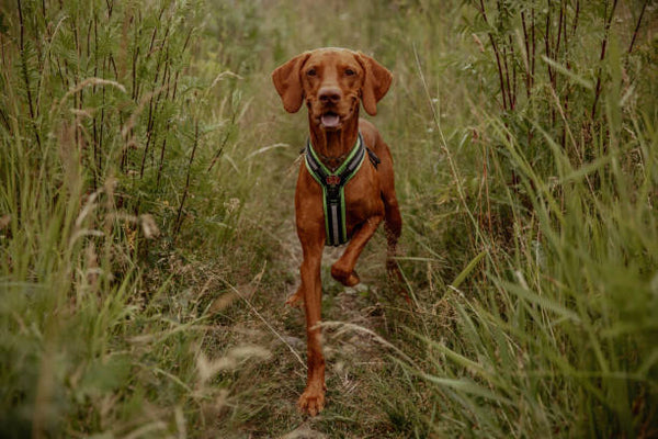 Vizsla