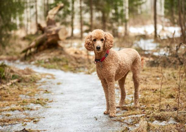 Standard Poodle